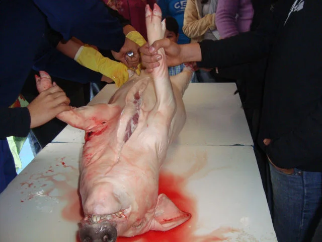 Estudando a anatomia suína
