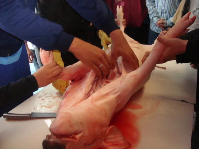 Estudando a anatomia suína