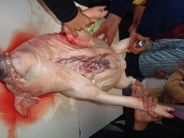 Estudando a anatomia suína