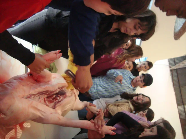 Estudando a anatomia suína