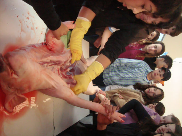 Estudando a anatomia suína