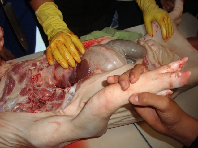 Estudando a anatomia suína