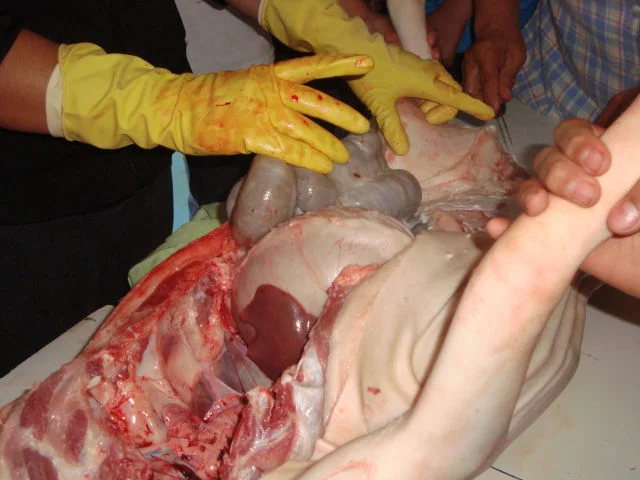 Estudando a anatomia suína