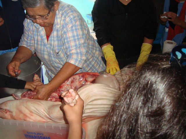 Estudando a anatomia suína