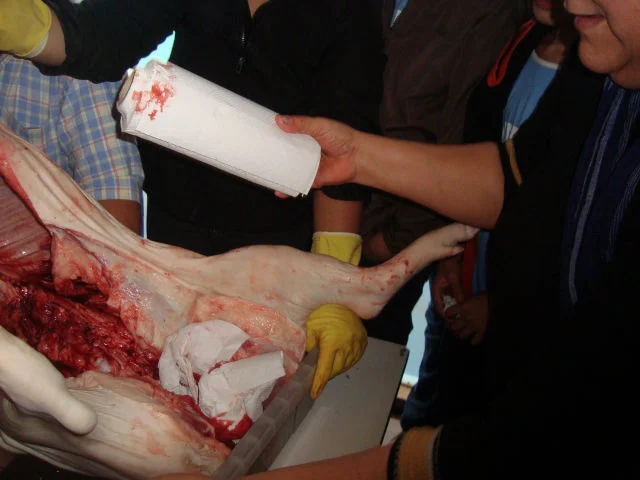 Estudando a anatomia suína