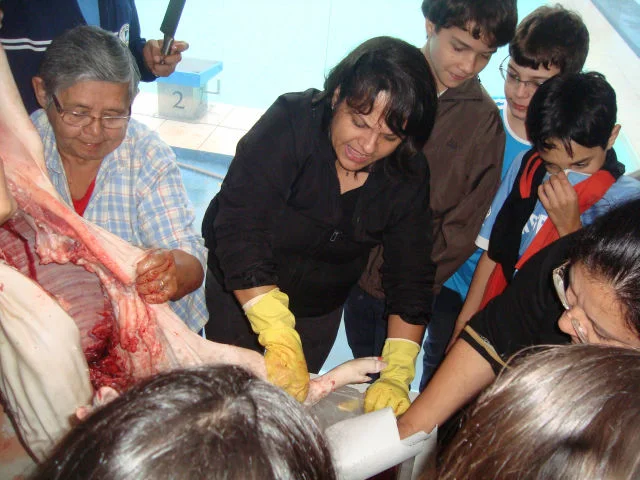 Estudando a anatomia suína