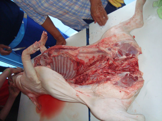 Estudando a anatomia suína