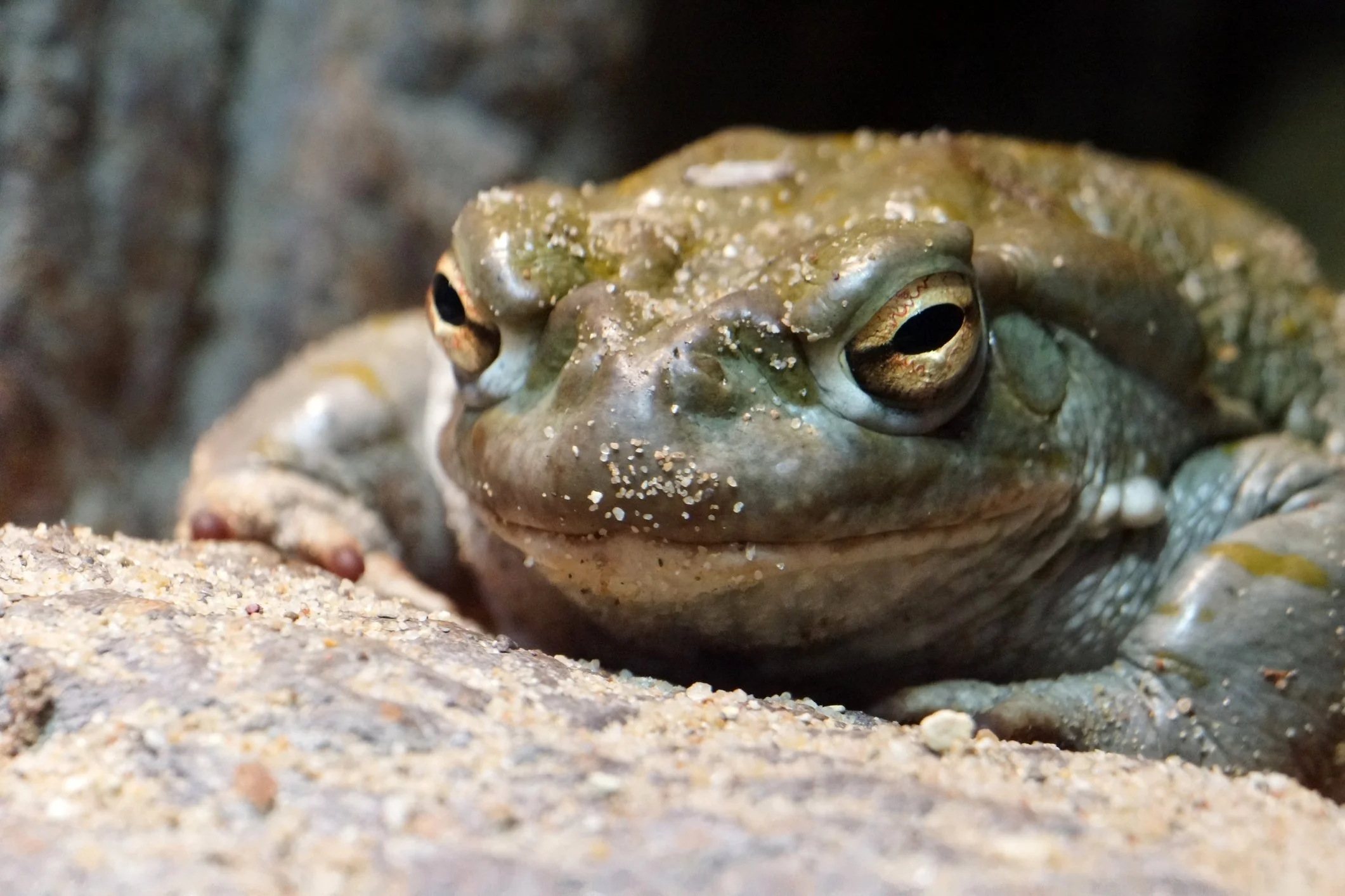 Пустынная жаба Bufo Alvarius