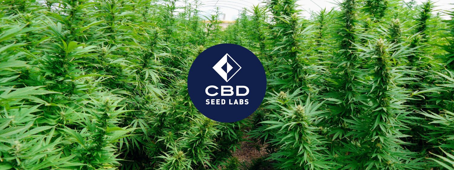  CBD Seed Labs 