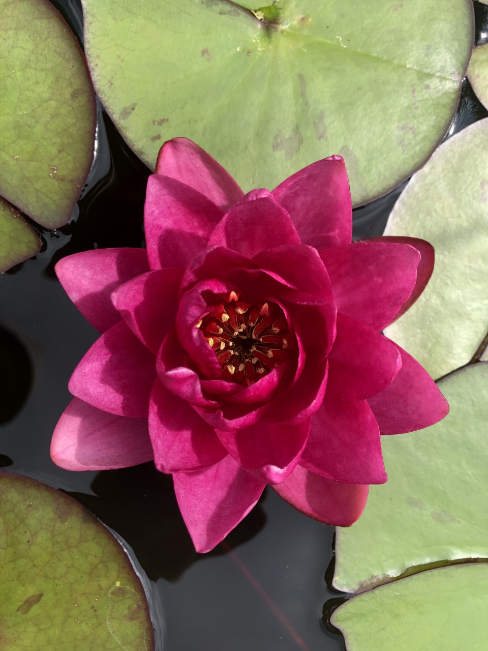 Lotus Ayurveda