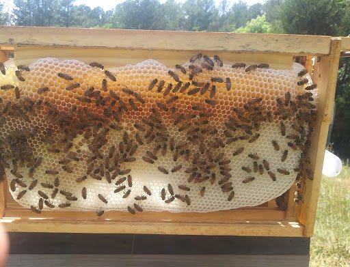Honeybees_farm.jpeg