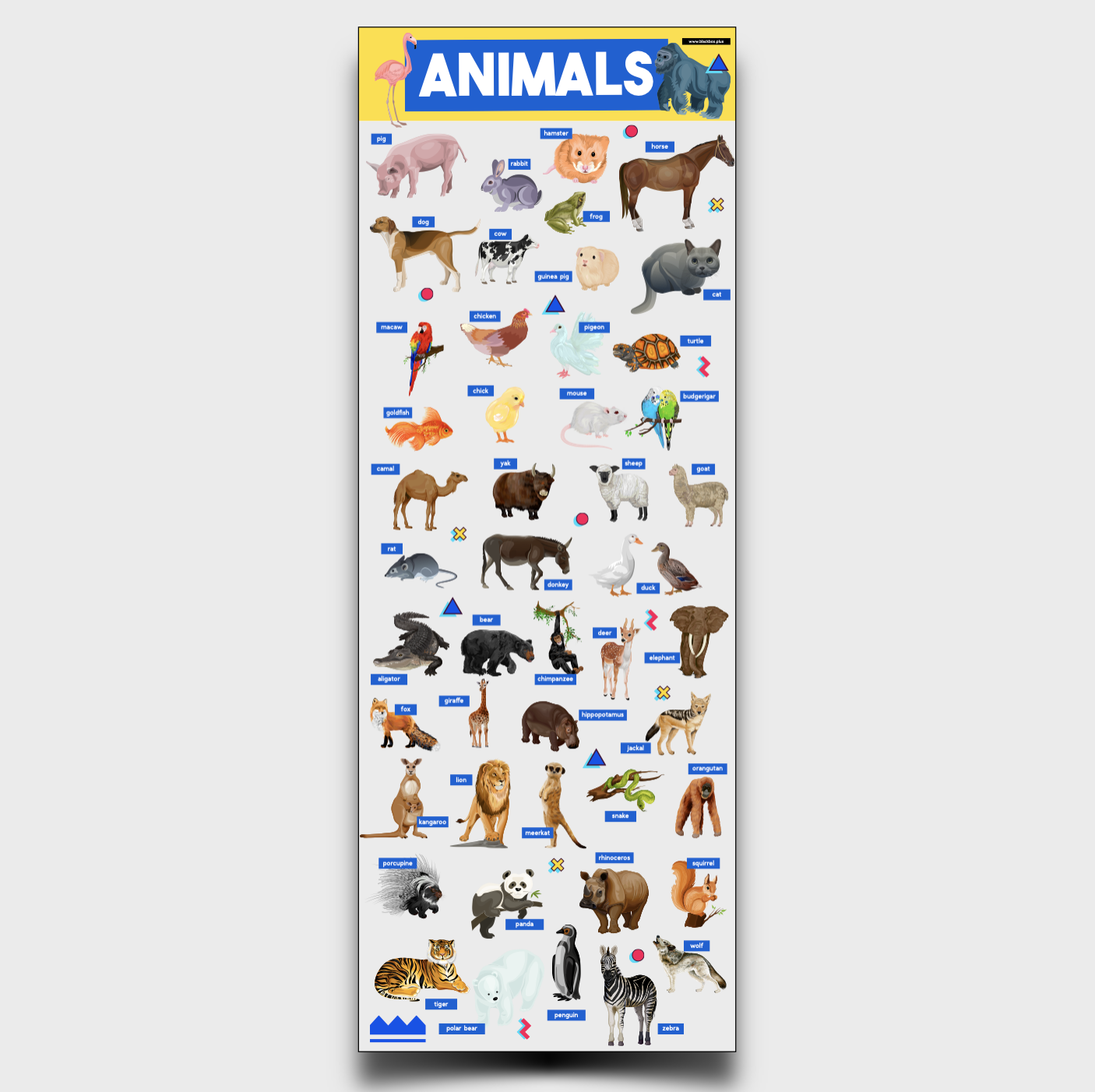 ANIMALS: XL ENGLISH VOCABULARY CHART — BLACK BOX EDUCATION
