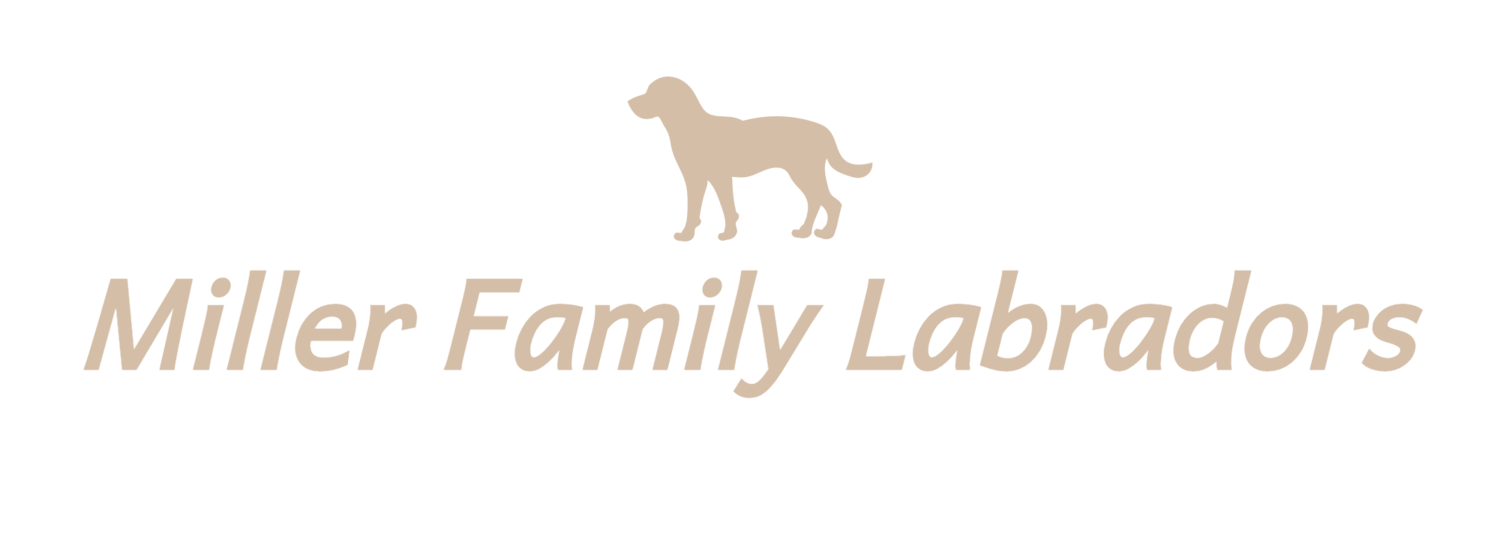 Miller Family Labradors