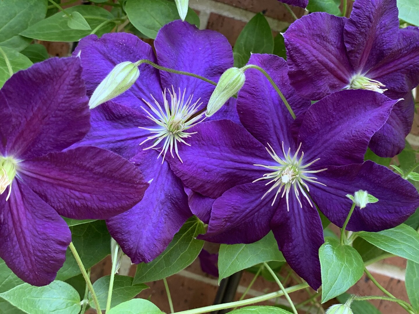 紫色的花——我附近的景观，威斯康辛州瓦纳基