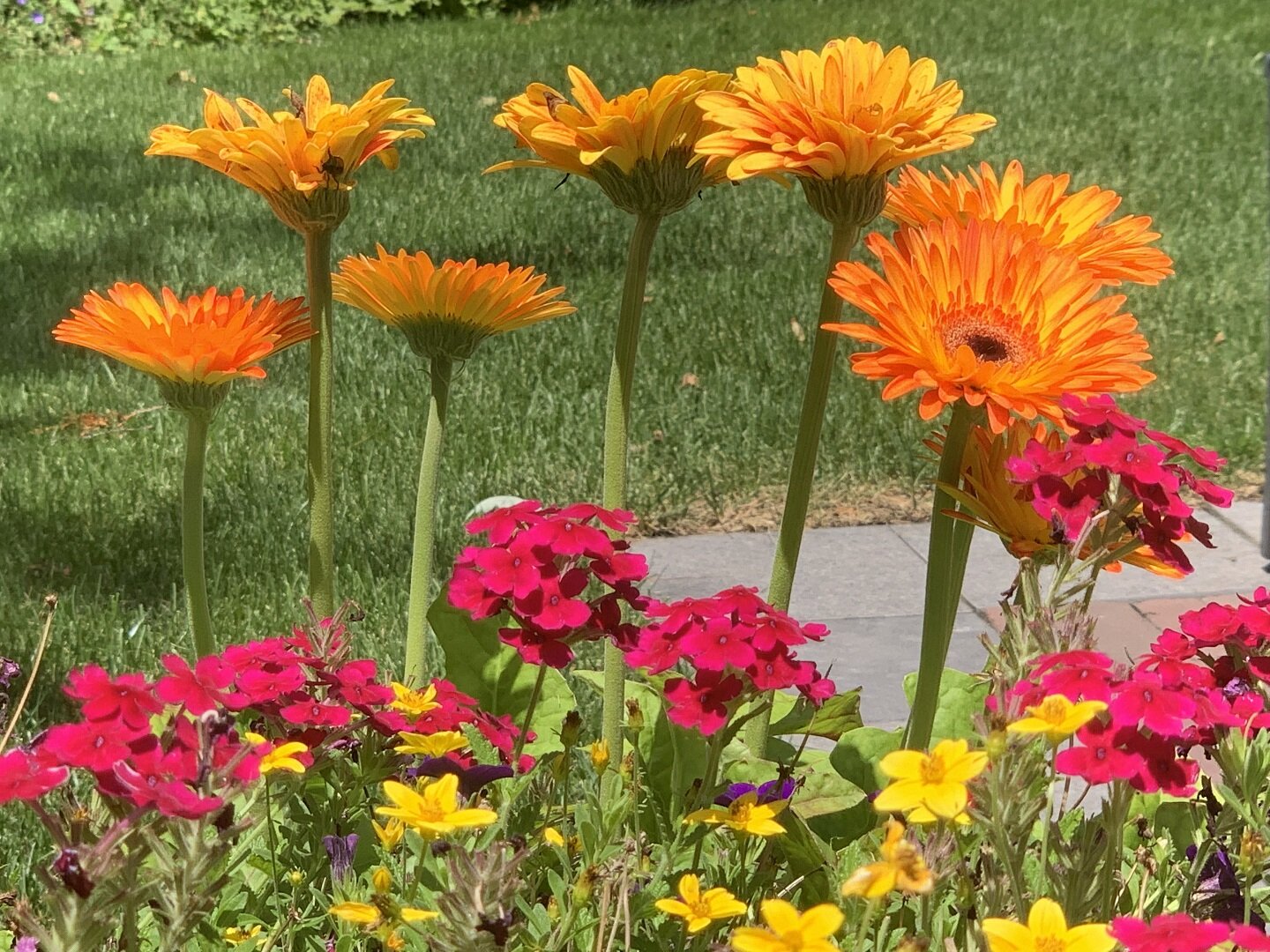 美丽的花朵-我附近的景观米德尔顿WI