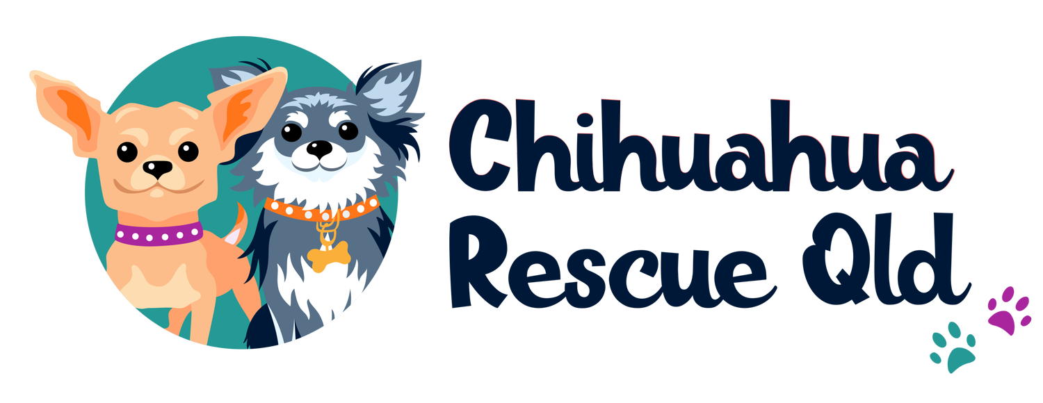 Chihuahua Rescue Qld