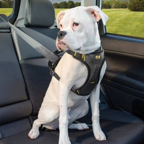 dog belt online