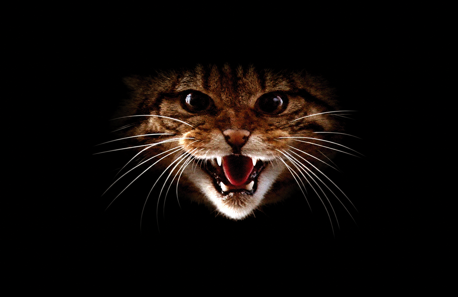 Wildcat Haven
