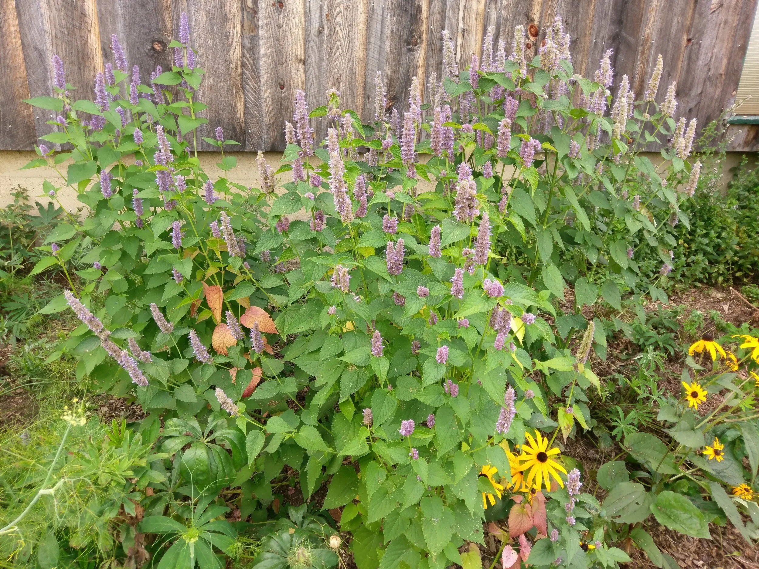 Agastache Foeniculum