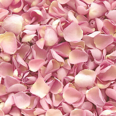 Rose Petals — Love Letter Weddings Floral