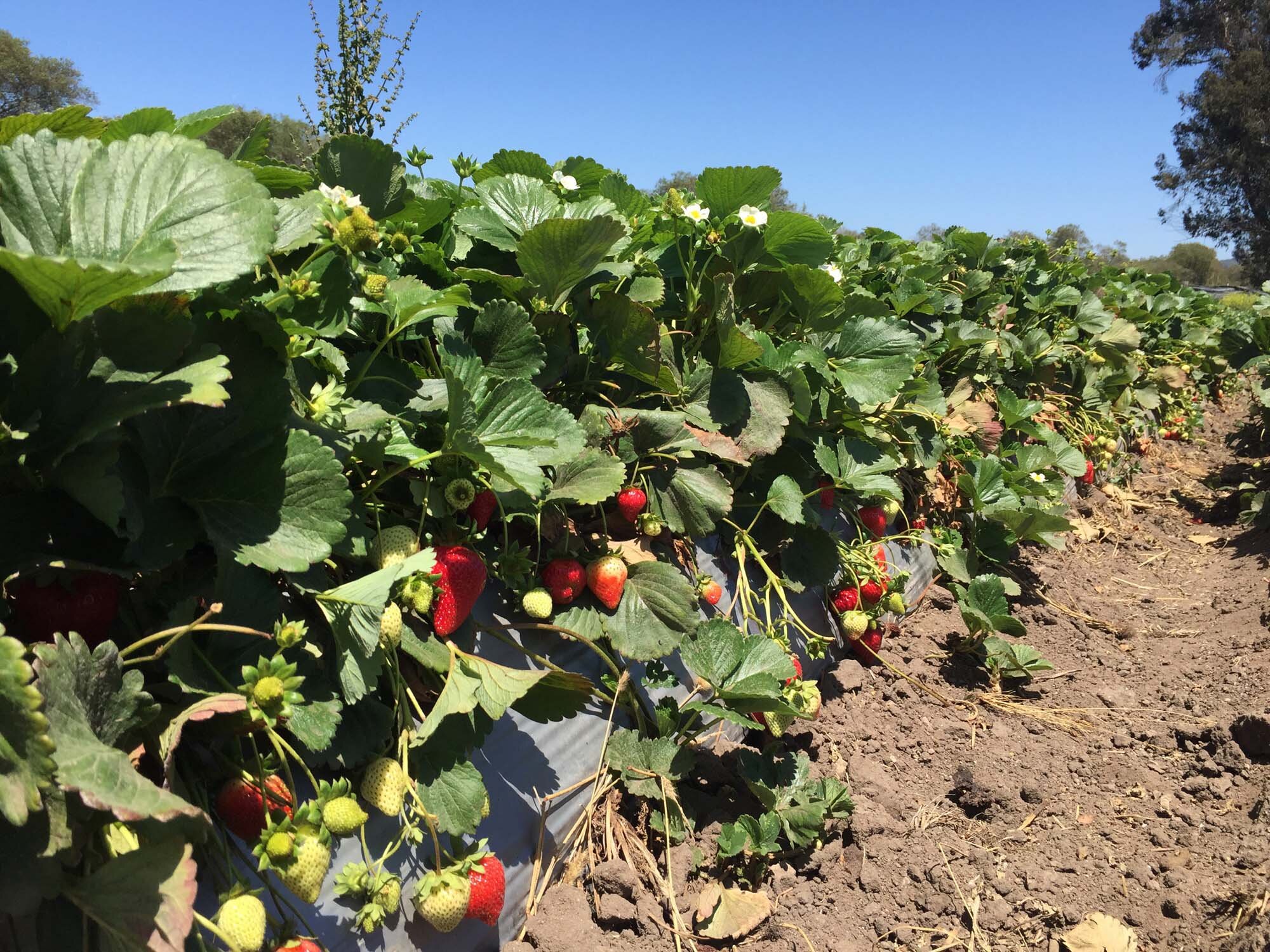 jwfarms-7.jpg.