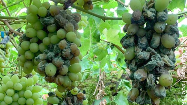 Chilegrapes01.png.