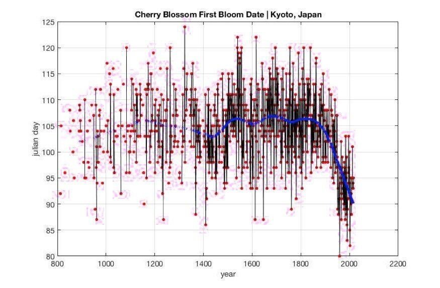樱花次每年,京都,日本,800 A.D。到目前为止。照片:大阪府大学。