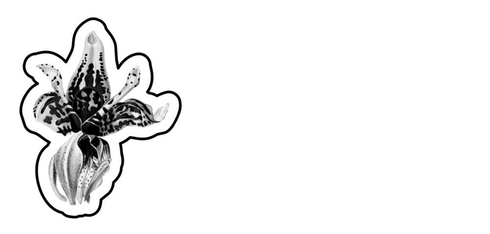 The Stanhopea Guy