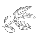 罗阿诺克-威尼斯432888-摄影师-bud.png
