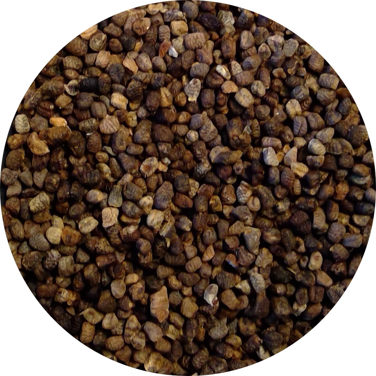 Cardamom Seeds Organic Suraj Spices Teas,Serpae Tetra Fish