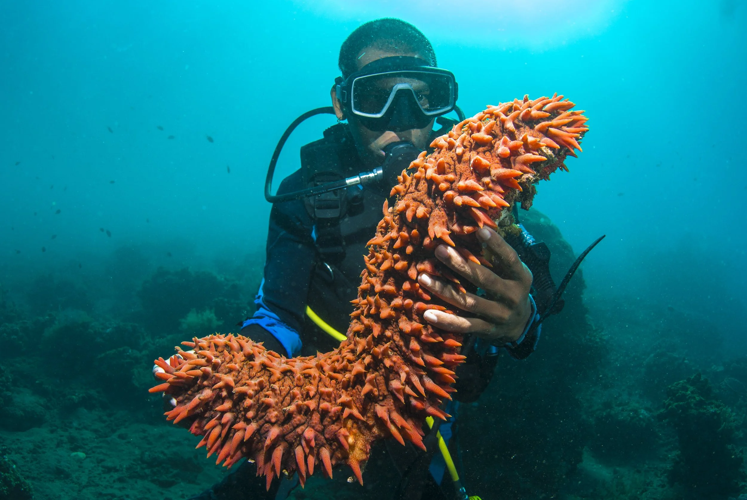 морской огурец красное море