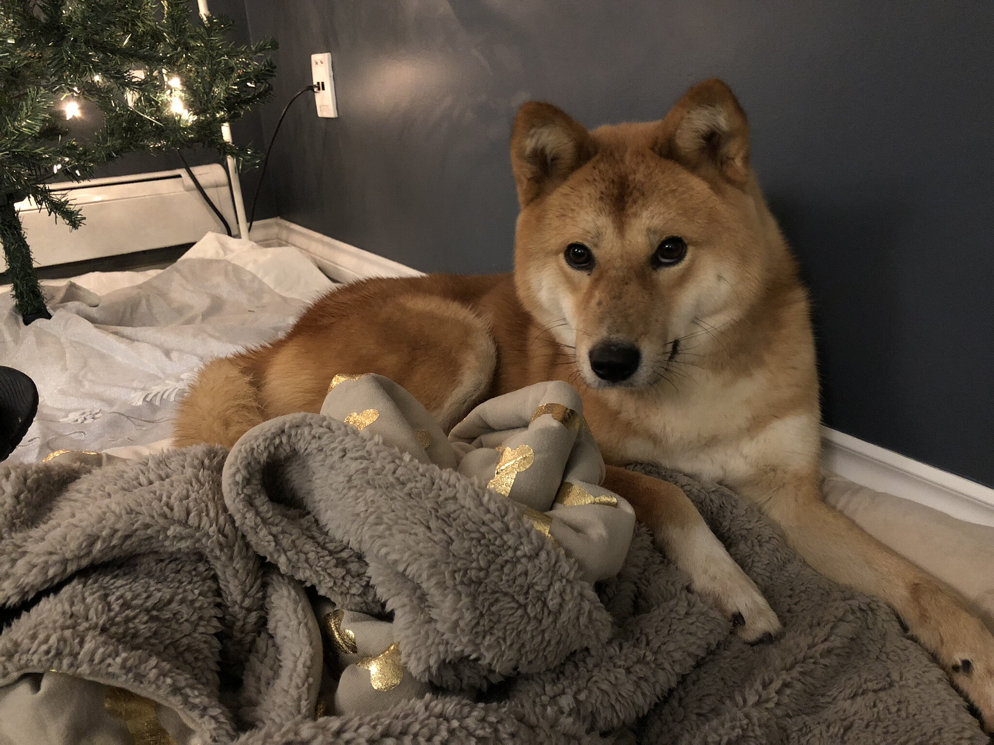 Meet Our New Dog, Markus!