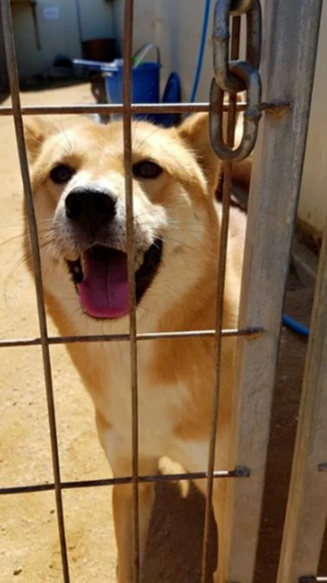 The Adoption Story Pt. 1: Steps to Adopting a Dog