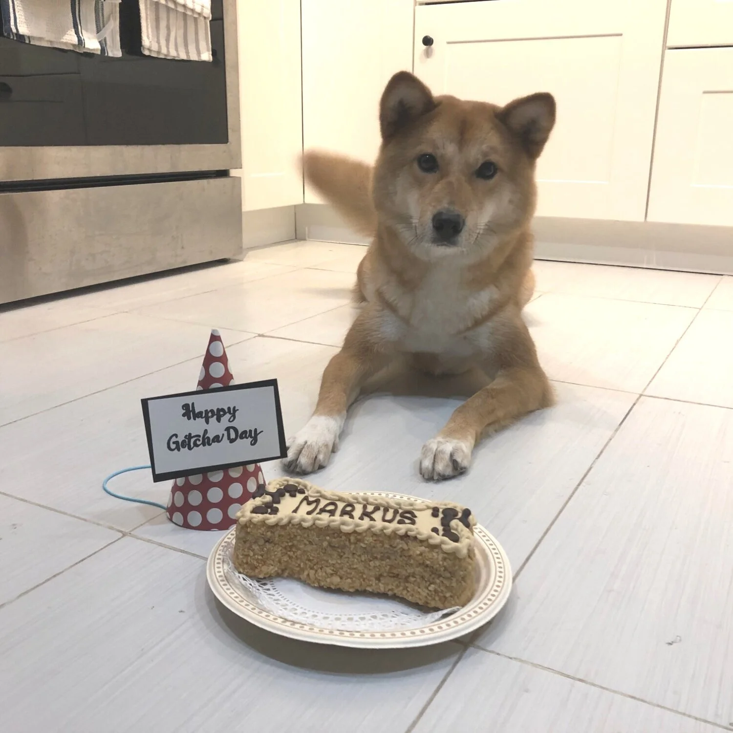 Markus' First Gotcha Day