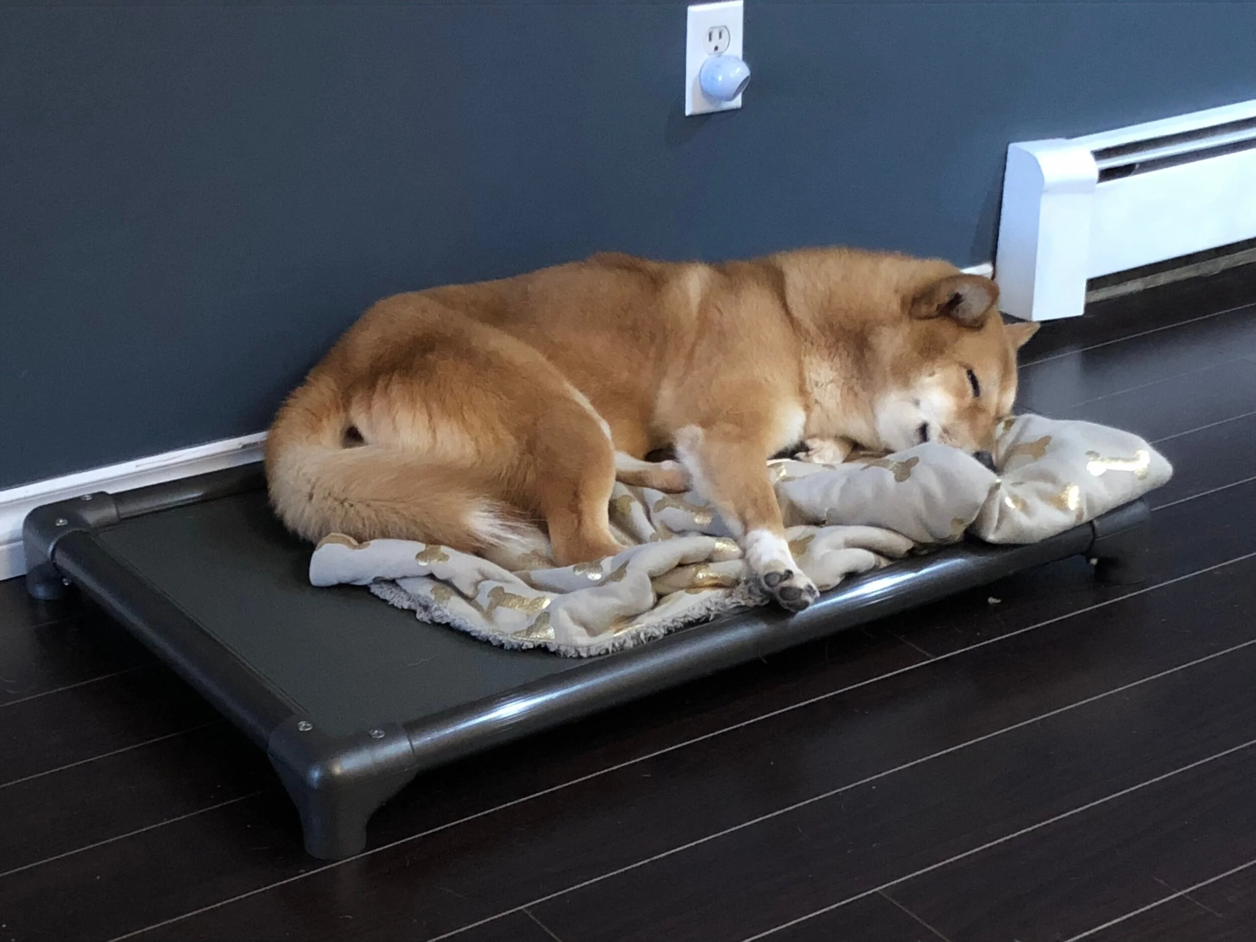Product Review: Kuranda Dog Beds