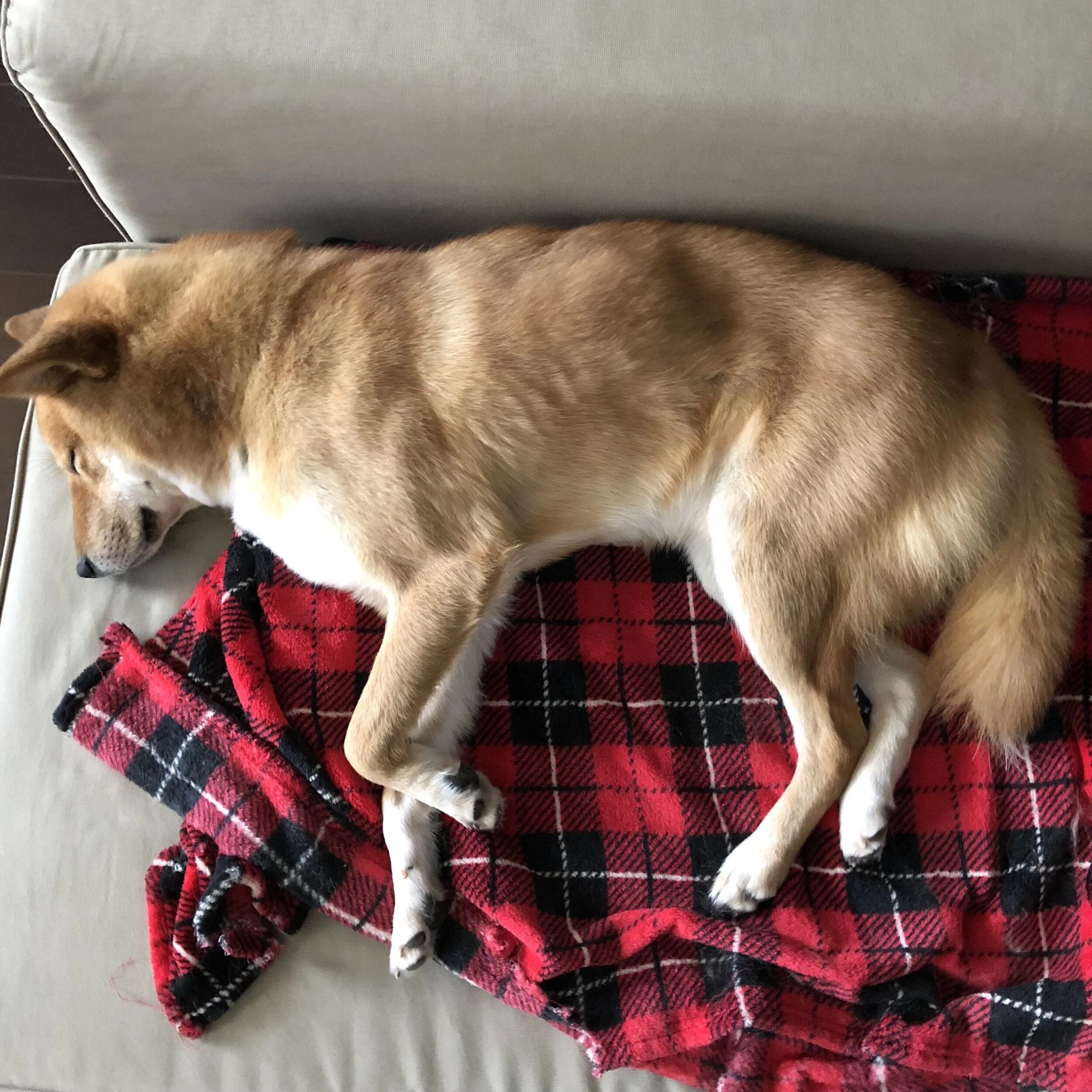 Socializing, Acana's Lawsuit, the Long Leash and Staying & Waiting