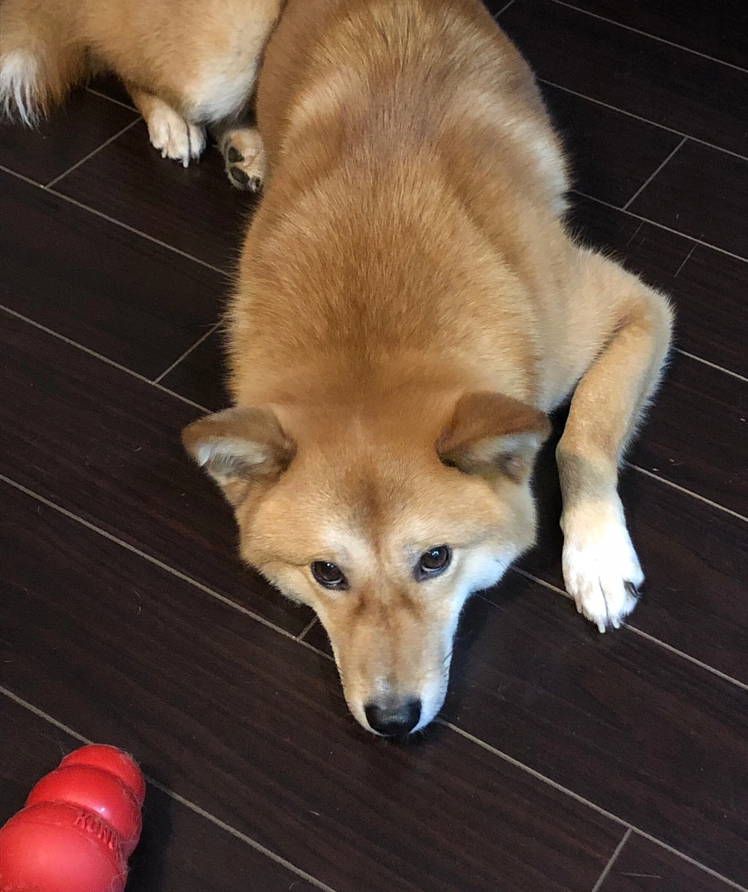 Product Review: Kong Wobbler