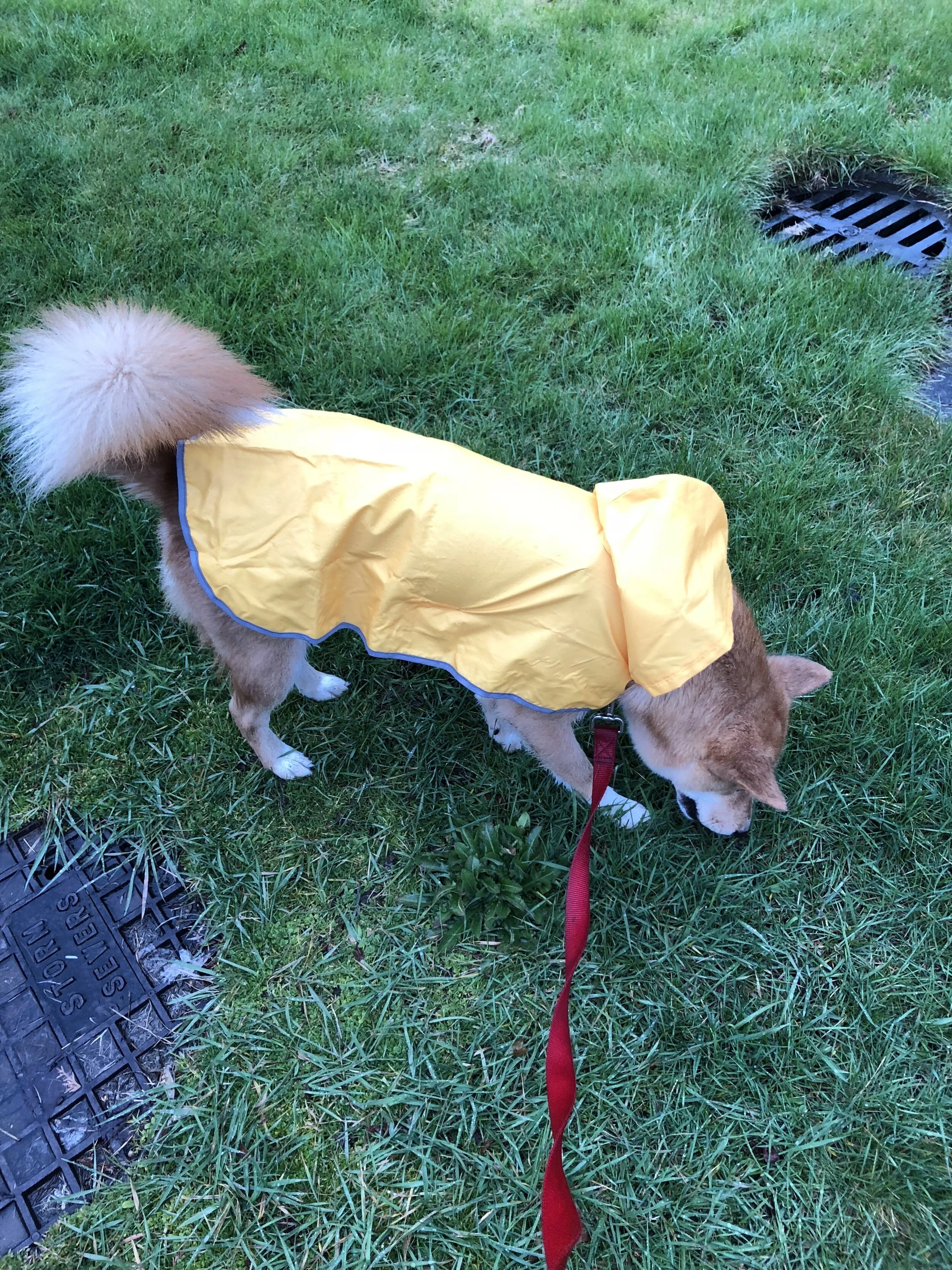 Product Review: RC Pets Packable Dog Rain Poncho