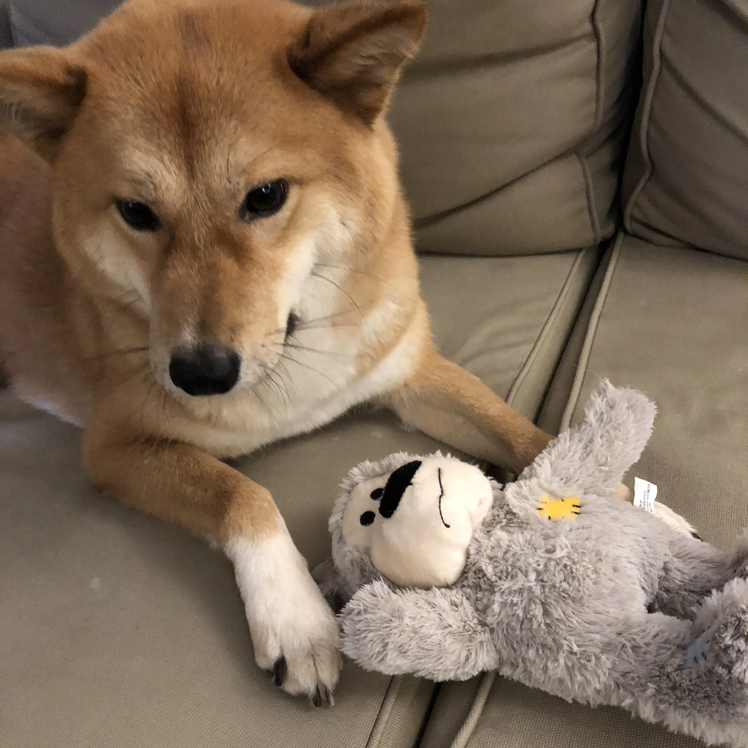 Product Review: Kong Bear