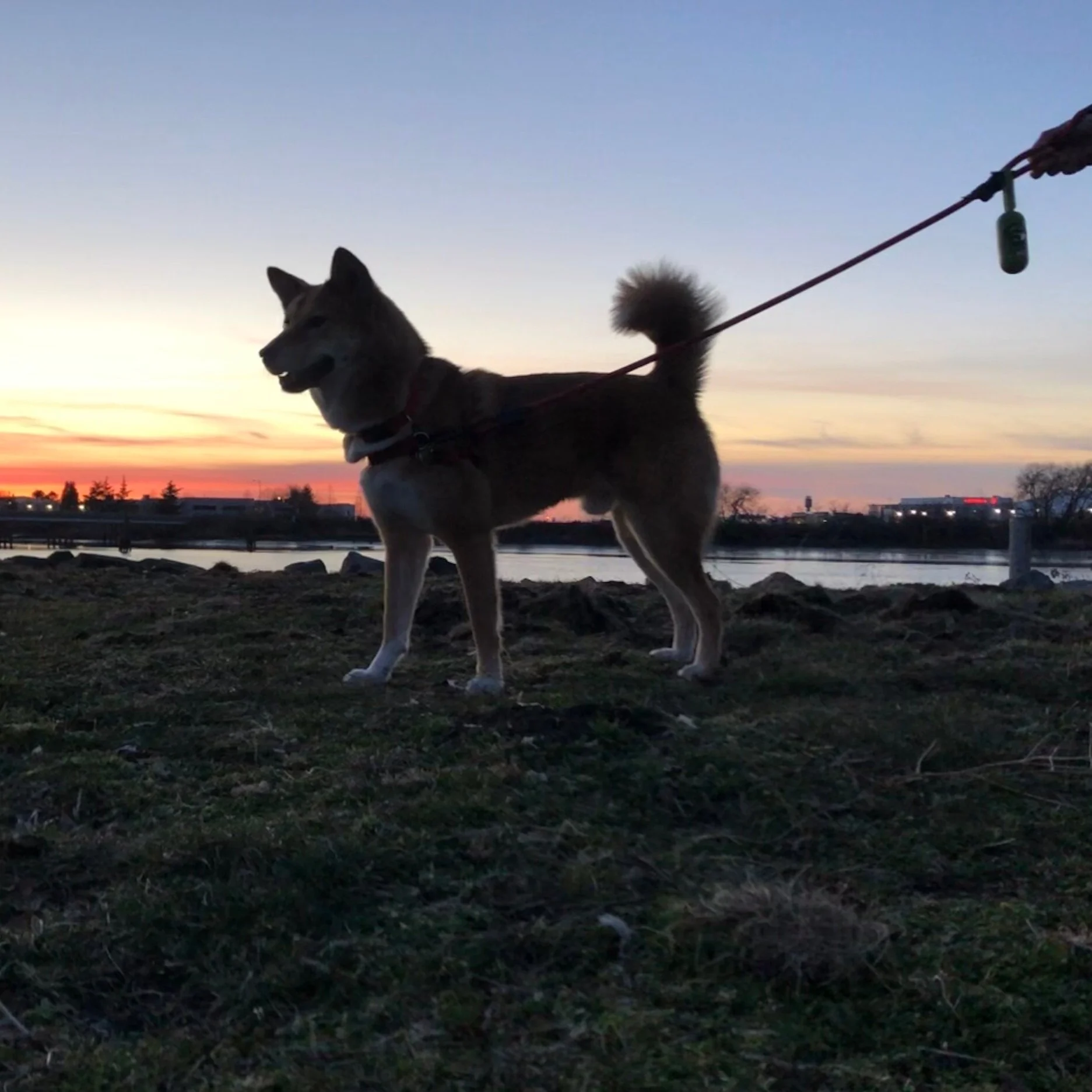 Product Review: Earth Rated Dog Poop Bags