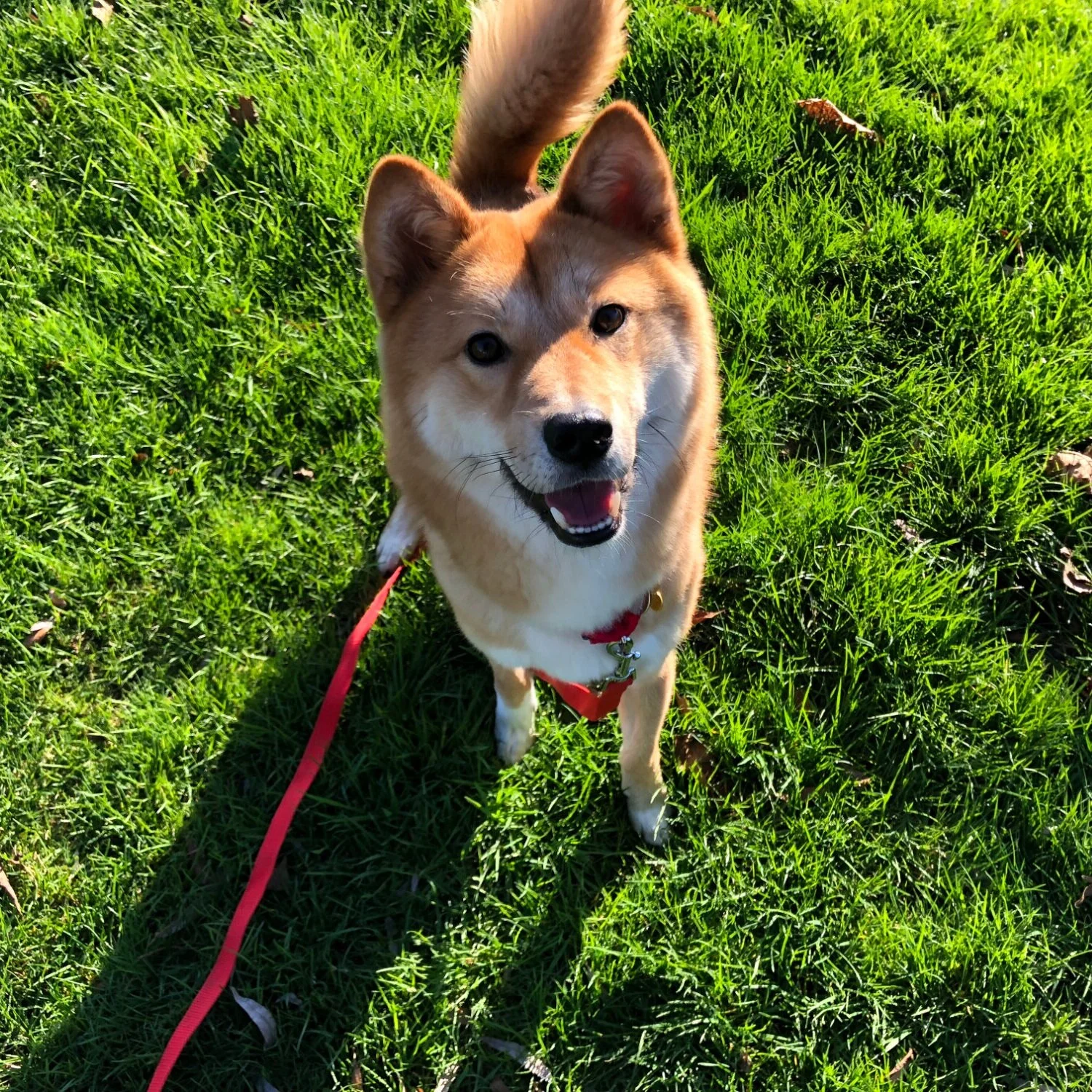 Why We Chose to Rescue a Dog