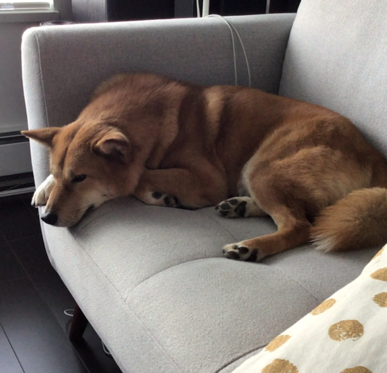 Product Review: Dog Monitor App