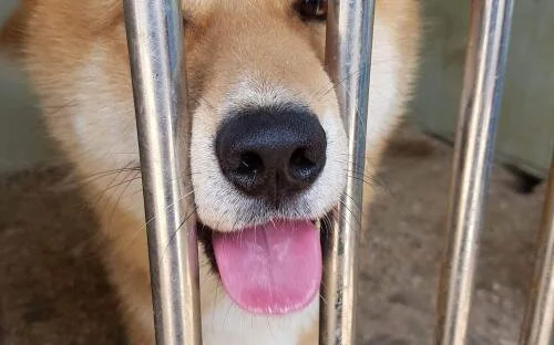 Empathy For Life Rescue Organization