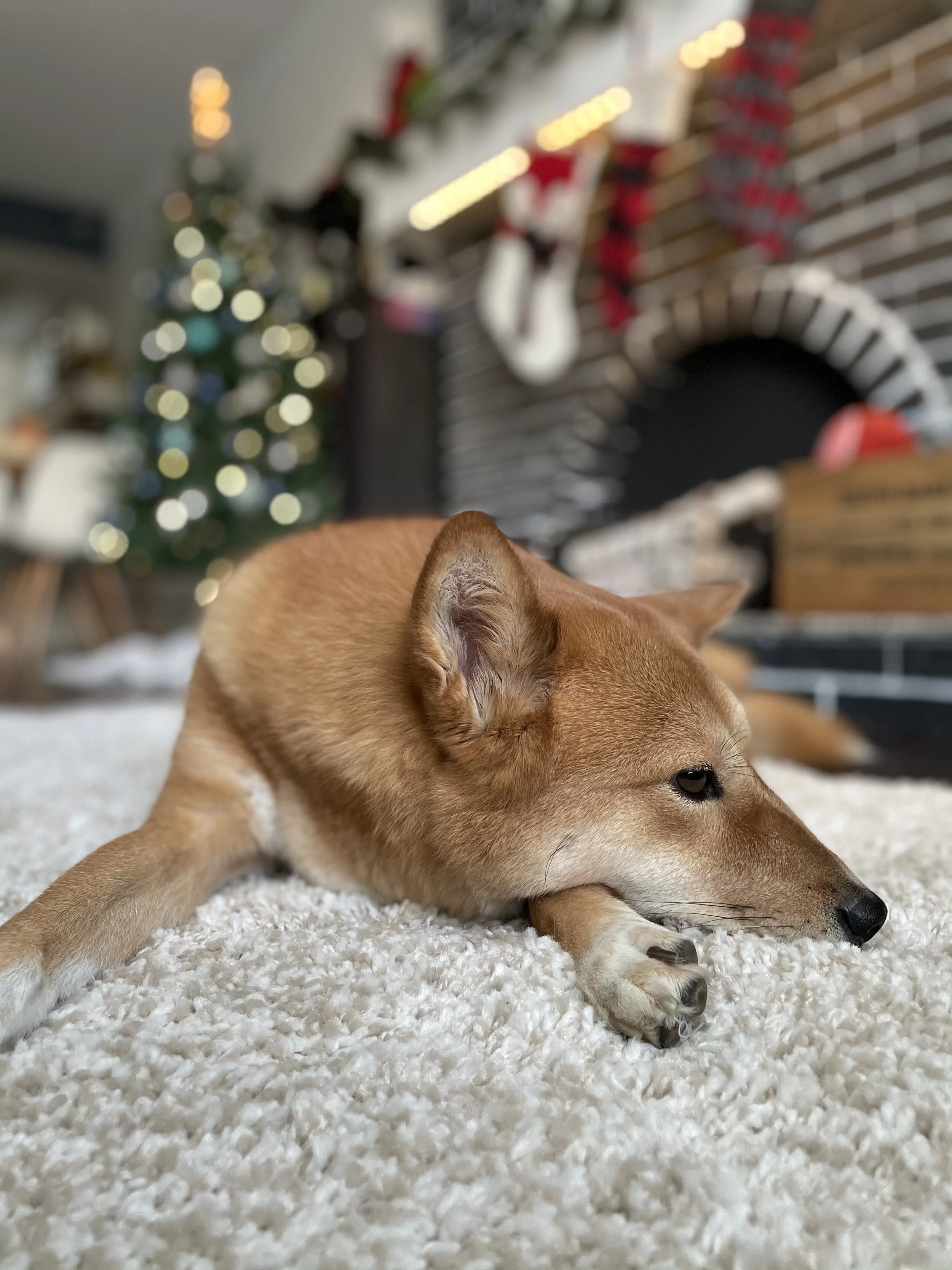 Merry Christmas & Saying Goodbye to 2020