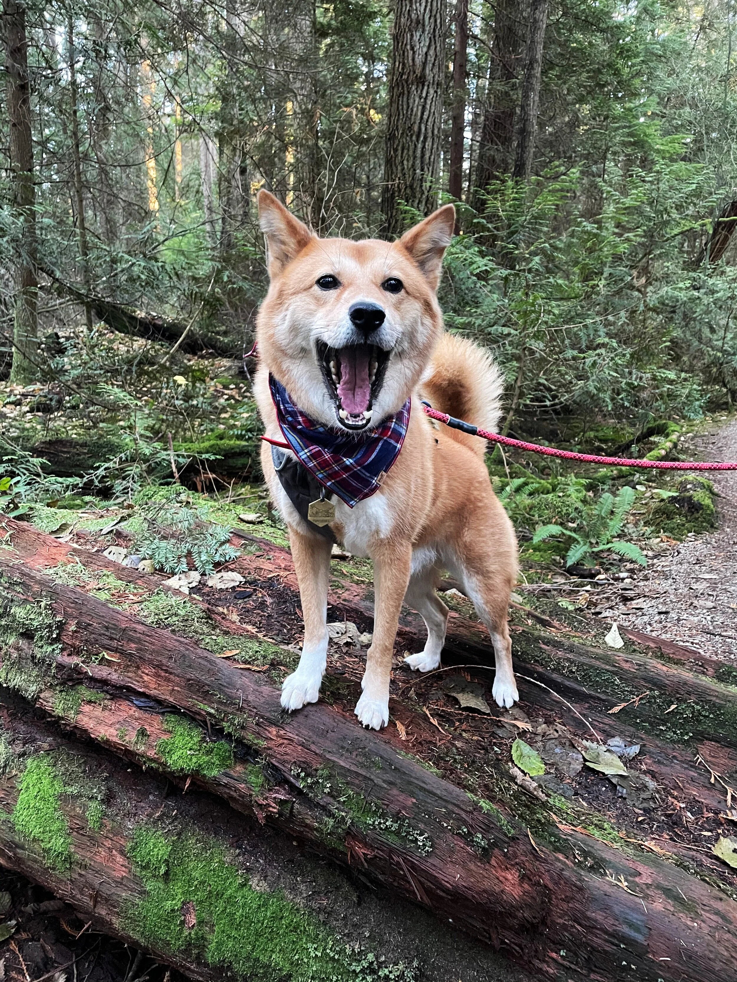 Pacific Spirit Regional Park (Reactive Dog-Friendly)