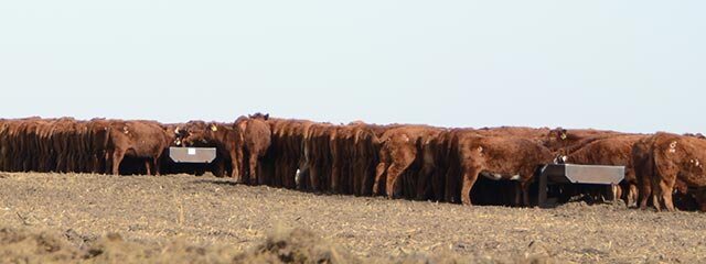 cattle-breeding.jpg