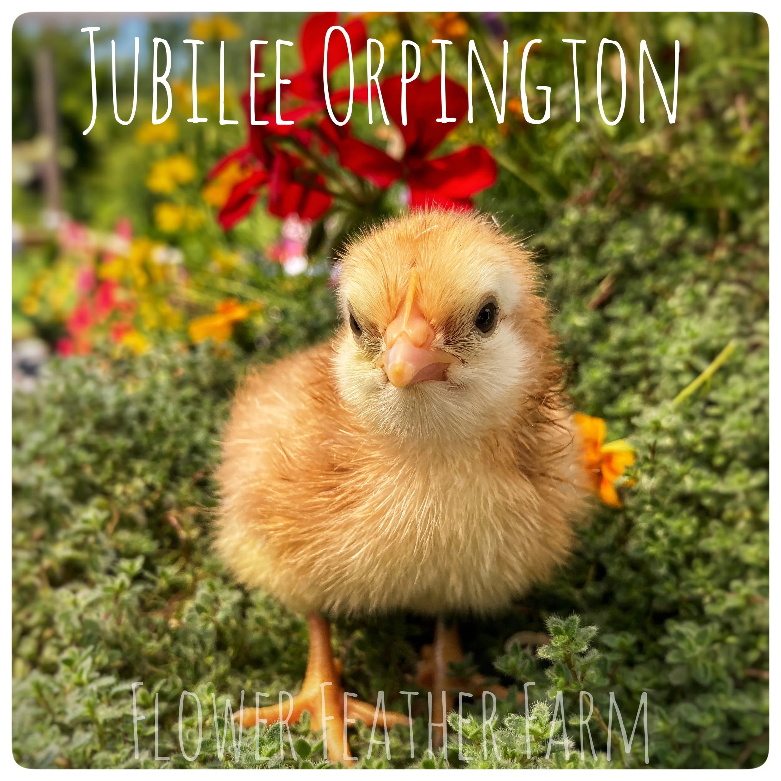 10+ Rare Breed Chicken Fertile Hatching Eggs - Orpington, Wyandotte, Brahma Mix