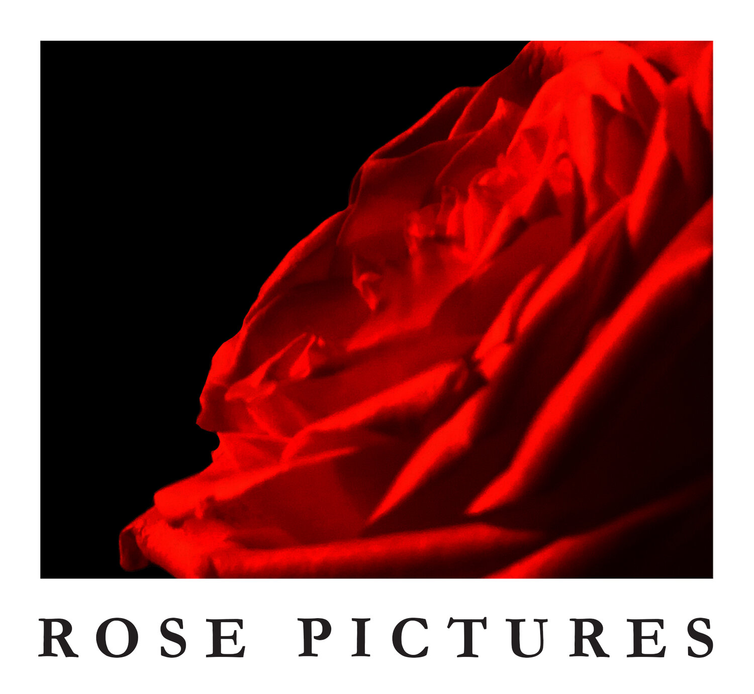 Rose Pictures