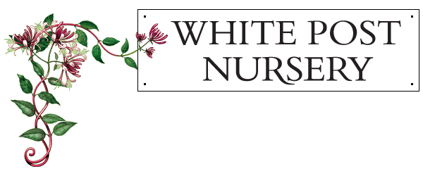 White Post Nursery | Langford Budville | Wellington Somerset