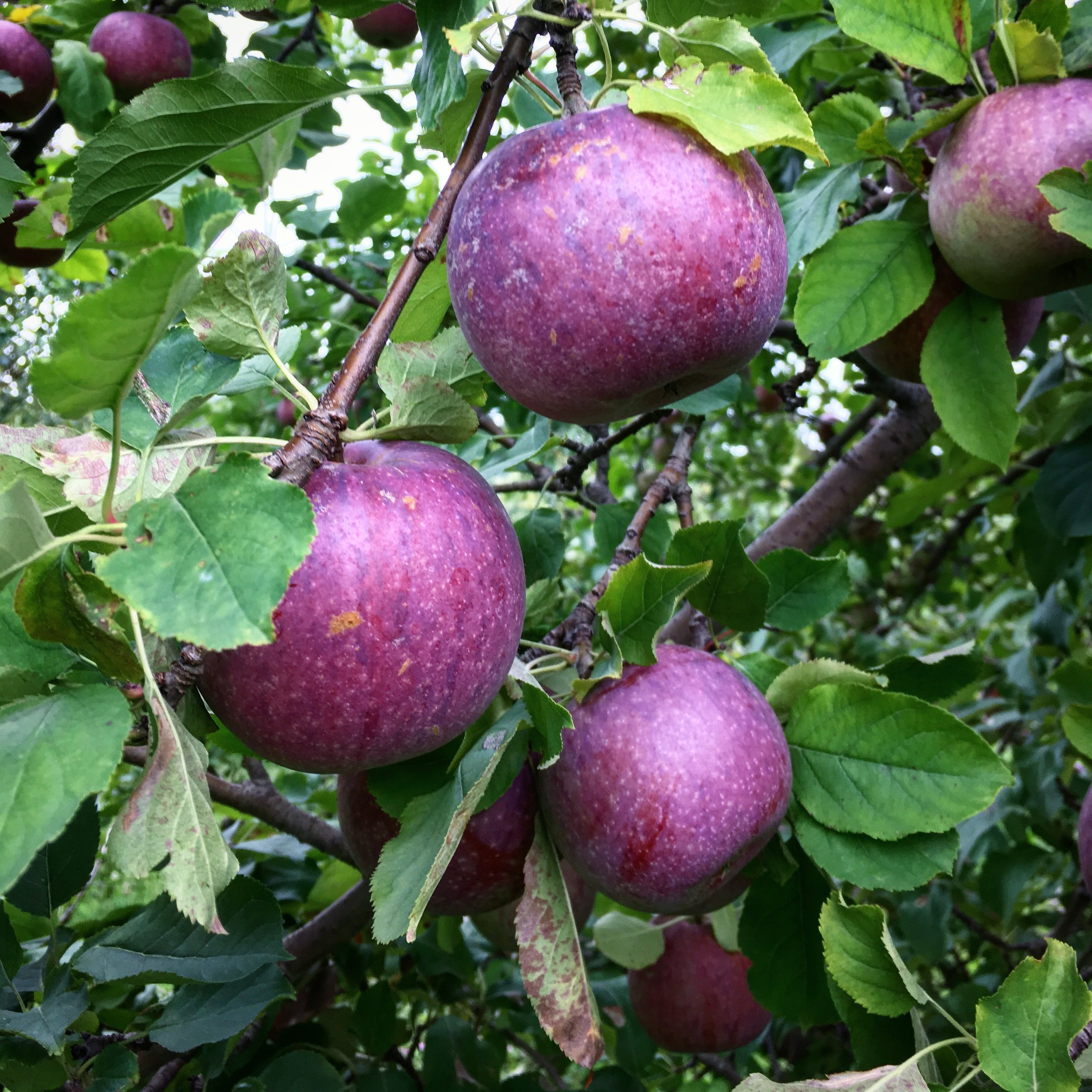 Blue Pearmain — Bad Goose Farm + Nursery